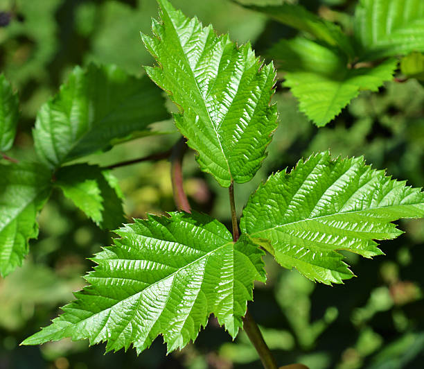istock Leaves of blackberry 500703266
