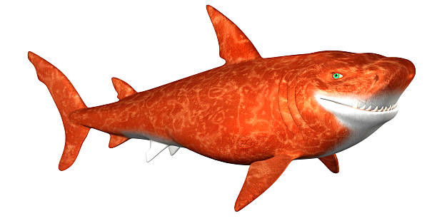 istock Illustration of an orange shark 500703565