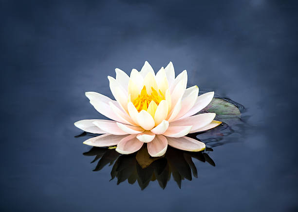 lotus lotus isolated white lotus stock pictures, royalty-free photos & images