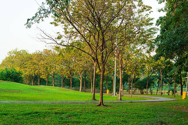 istock sunny day in park with blue sky 500704578