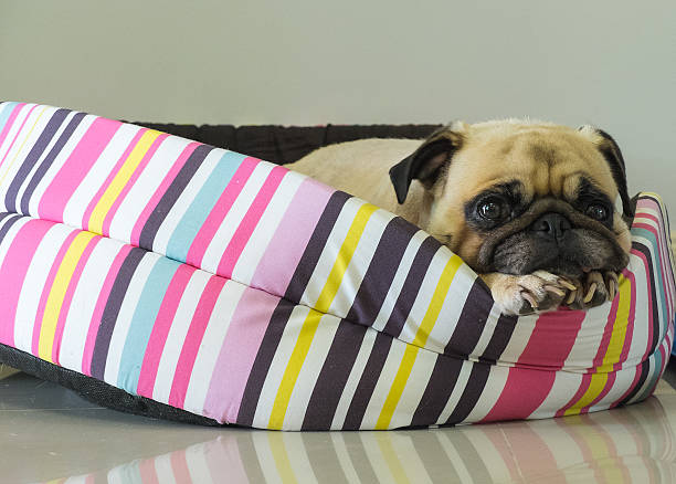 istock Dog Pug puppy resting on bed and watching to camera 500704658