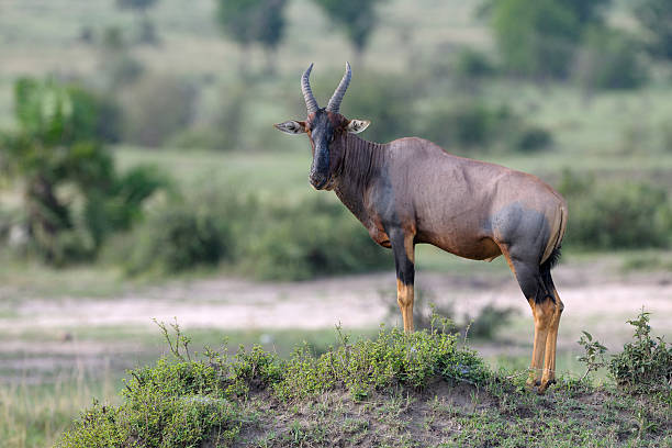 antílope topi - masai mara national reserve masai mara topi antelope fotografías e imágenes de stock