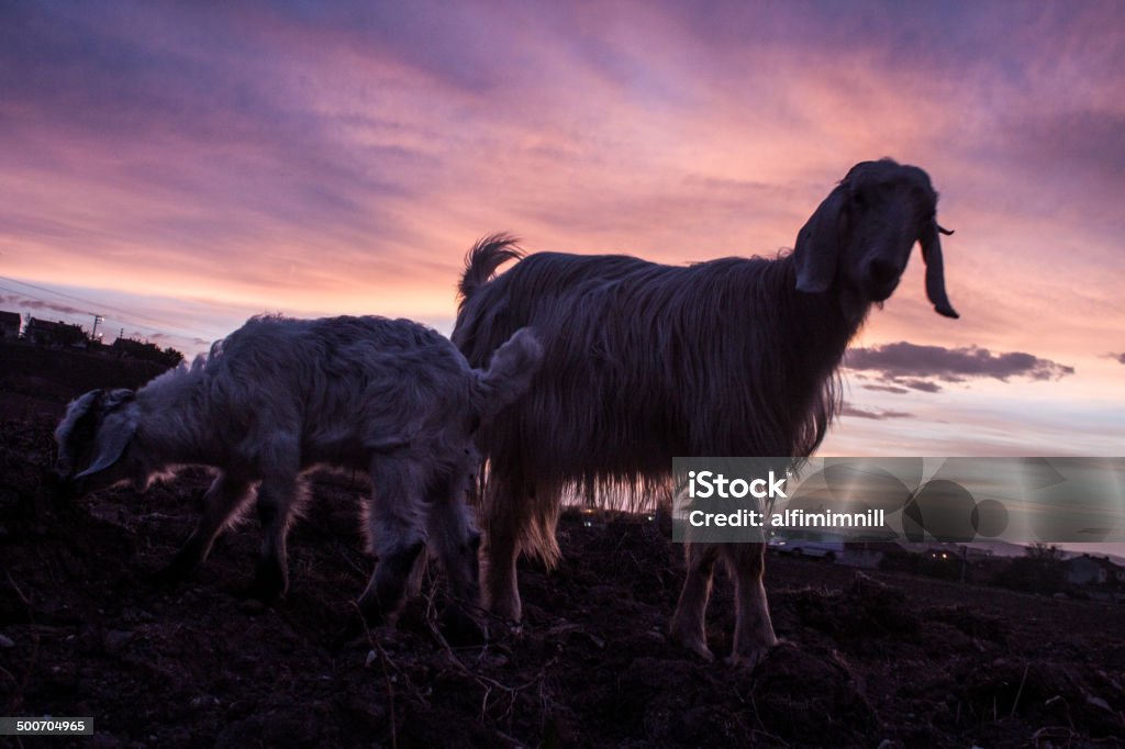 Cabras e seu bebê no pôr-do-sol - Foto de stock de Abraçar royalty-free