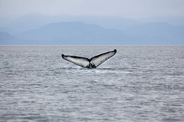 istock humpback whale diving in Alaska with tail showing 500705061