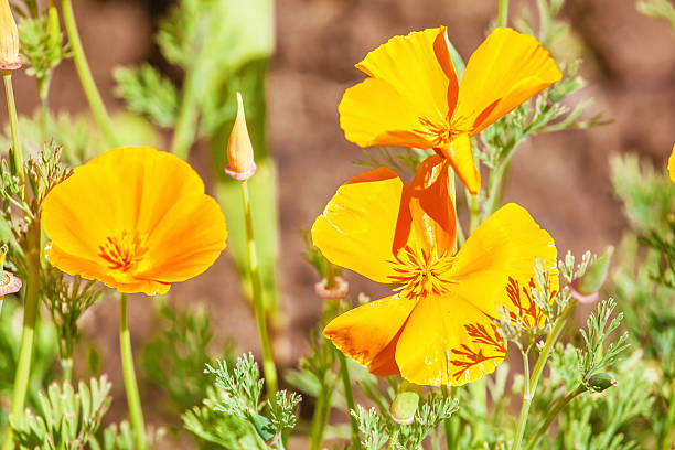 istock Orange flowers in sunlight 500705139
