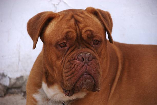 istock Mastiff of Bordeaux 500705433