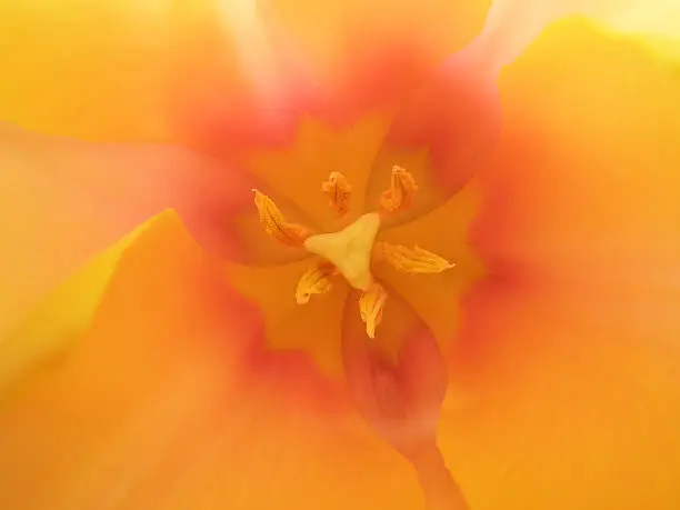 yellow flower close-up with stamens and pistils.