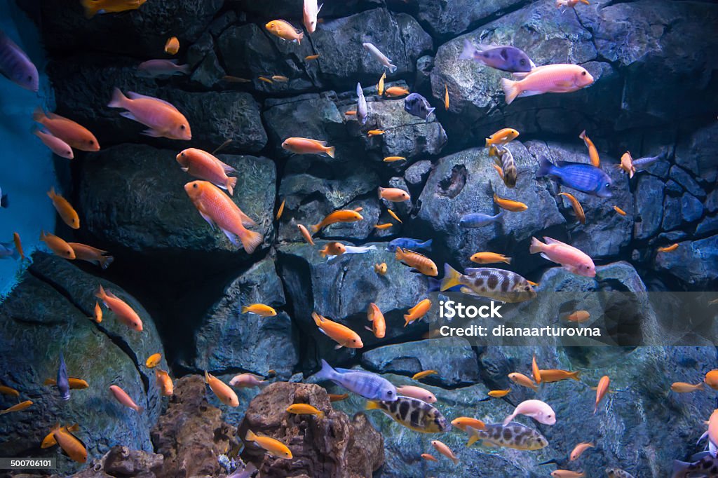 flock von Fische - Lizenzfrei Aquatisches Lebewesen Stock-Foto