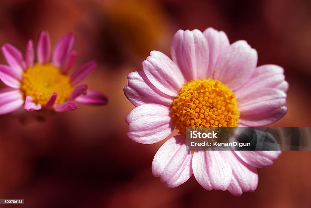 anthemis rosy subsp meat anthemis rosea subsp carnea Arid Climate Stock Photo