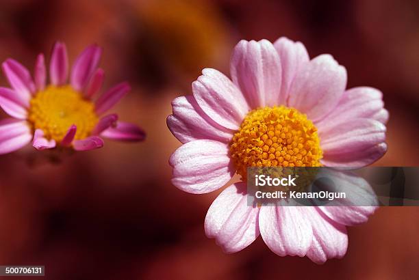 Anthemis Rosy Subsp Meat Stock Photo - Download Image Now - Arid Climate, Beauty In Nature, Botany