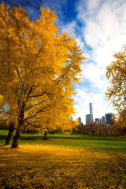 istock New York City Manhattan Central Park 500706144