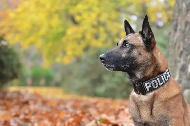 Police Dog with official collar against autumn background.