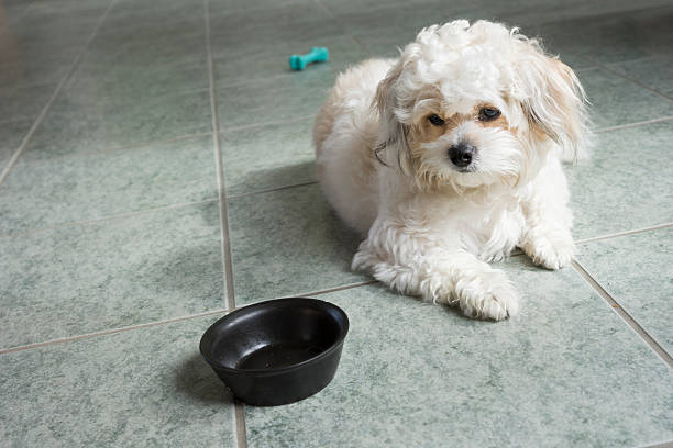 istock Hungry puppy stares at empty dog bowl 500706391