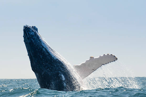 istock Humpback Whale jumping in Puerto Lopez, Ecuador 500707522