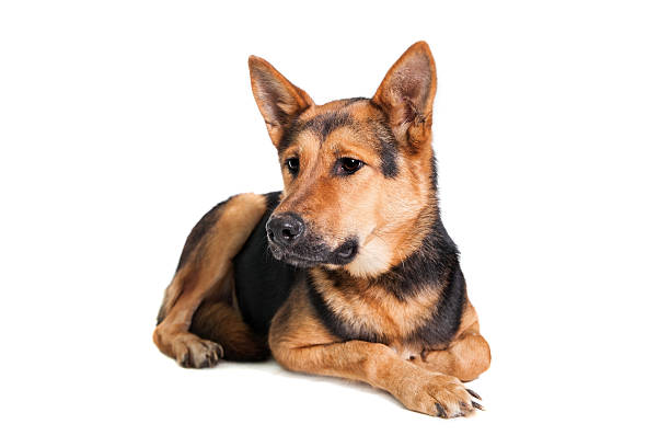 istock The East-european dog on white 500708657