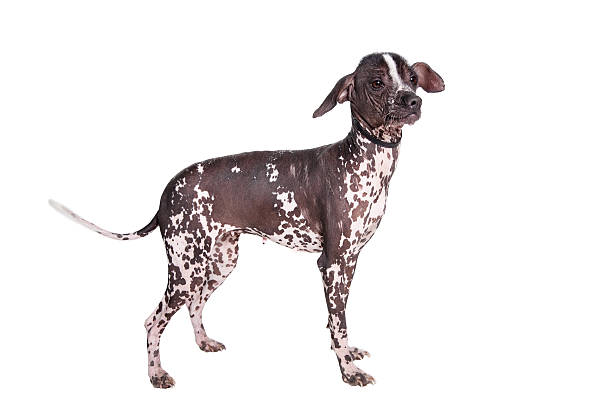 istock Peruvian Hairless Dog on white 500708991
