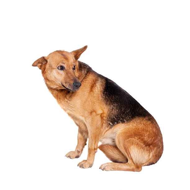 istock The East-european dog on white 500708995