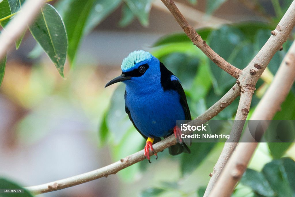 Mielero Cyanerpes cyaneus patas rojas - Foto de stock de Animal libre de derechos