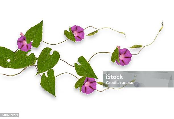 Morning Glory Stock Photo - Download Image Now - Vine - Plant, Flower, Morning Glory