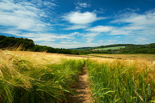 A path/farm track crosses a vast field of golden barley in the Chiltern Hills, Buckinghamshire. In the distance can be seen the old town of Amersham.