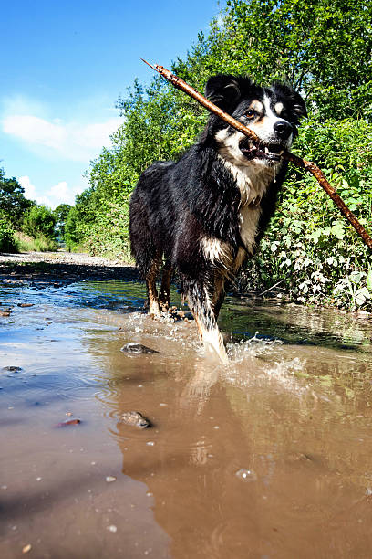 Border collie walking through puddle with stick in mouth