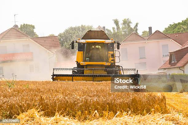 Captador De Trigo En El Área Residencial Foto de stock y más banco de imágenes de Agricultura - Agricultura, Aire libre, Ajardinado