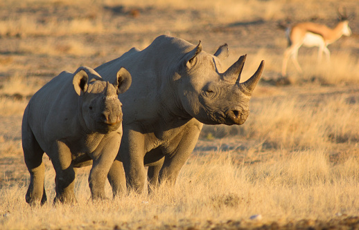Mother and baby black rhino in warm evening light – Etosha National Park, Namibia