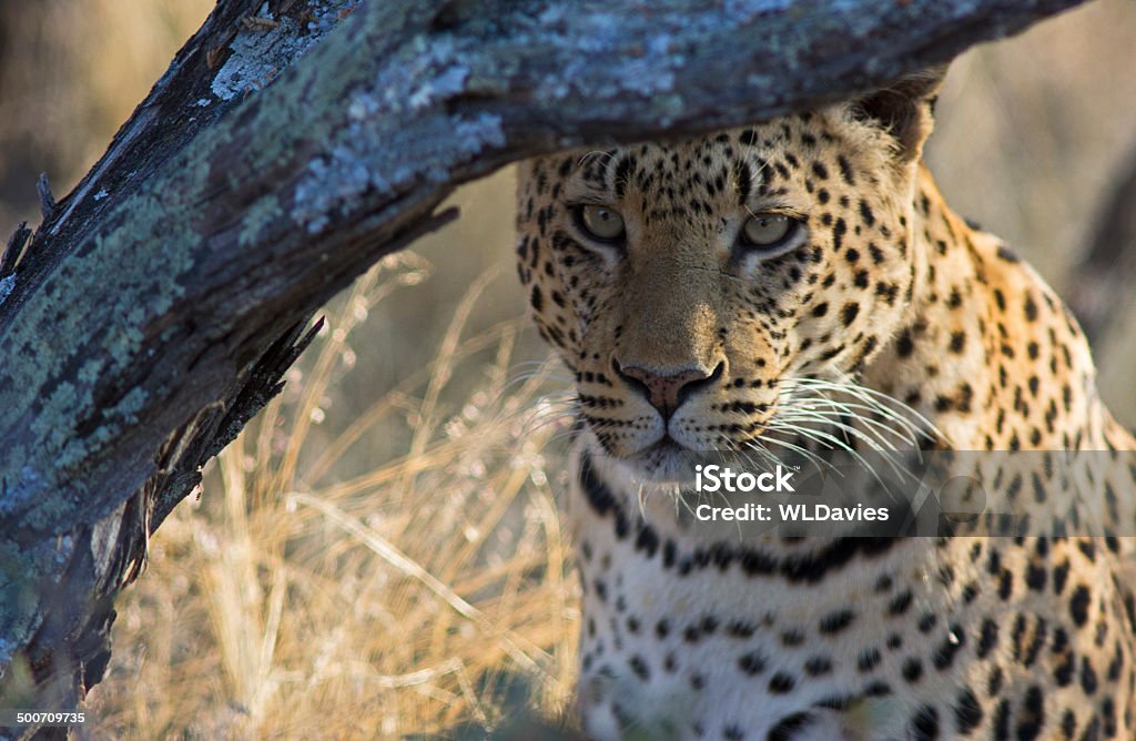 Staring Leopard Female leopard peeking out from under a tree - Okinkima nature reserve, Namibia Okonjima Lodge Stock Photo