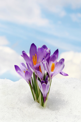 Sky flower, crocus and snow