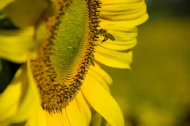 Bee polinating the sunflower flower