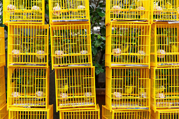 Canary bird escaping from cage