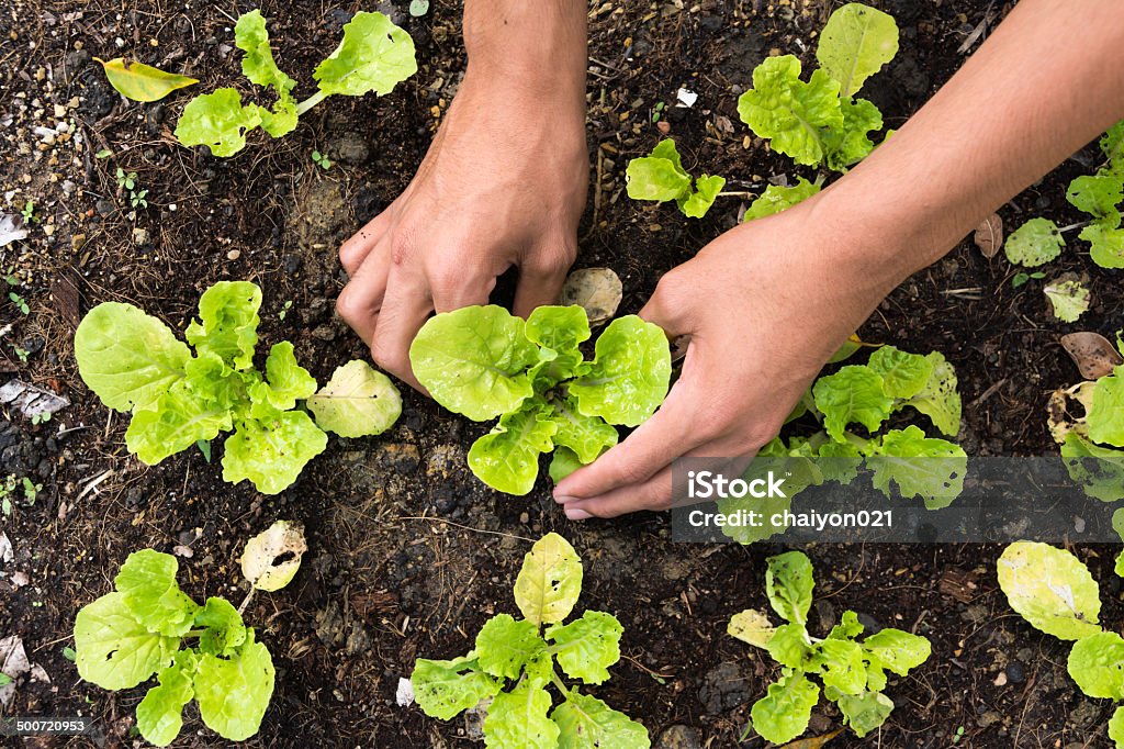 Pflanzen Gemüsegarten - Lizenzfrei Agrarbetrieb Stock-Foto