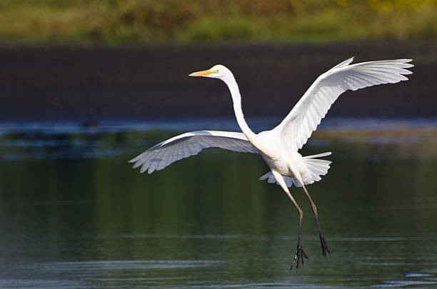 istock Great Egret Landing in Shallow Water 500721191