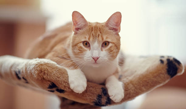 istock The red striped cat with red eyes 500722458