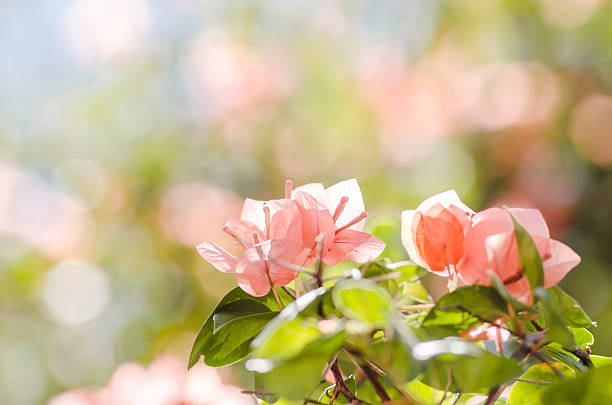 Paper flowers or Bougainvillea in the garden or nature park