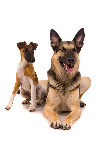 istock East European sheep-dog with fox-terrier on white 500723153