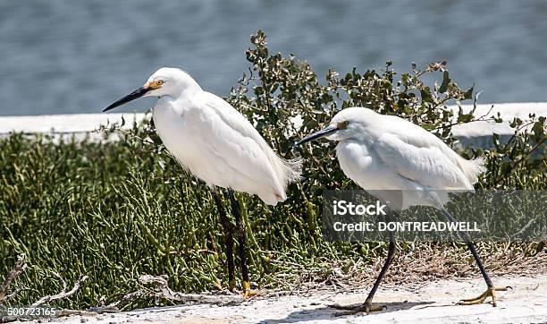 Pair Of Egrets Walking Stock Photo - Download Image Now - Animal Body Part, Animal Leg, Animal Limb