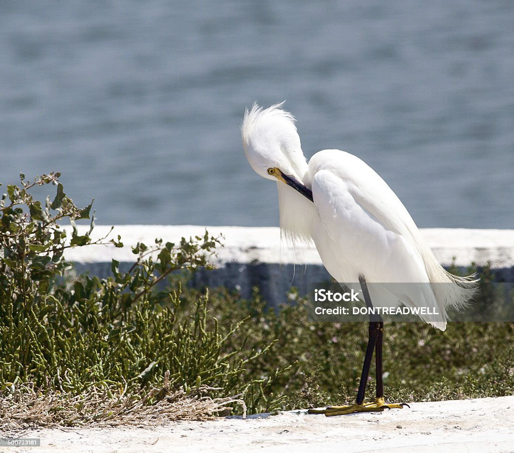 Preening White Egret This white egret is standing on a sea wall preening his feathers Animal Body Part Stock Photo