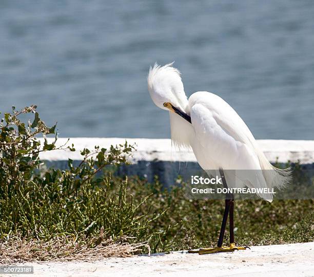 Preening White Egret Stock Photo - Download Image Now - Animal Body Part, Animal Leg, Animal Limb