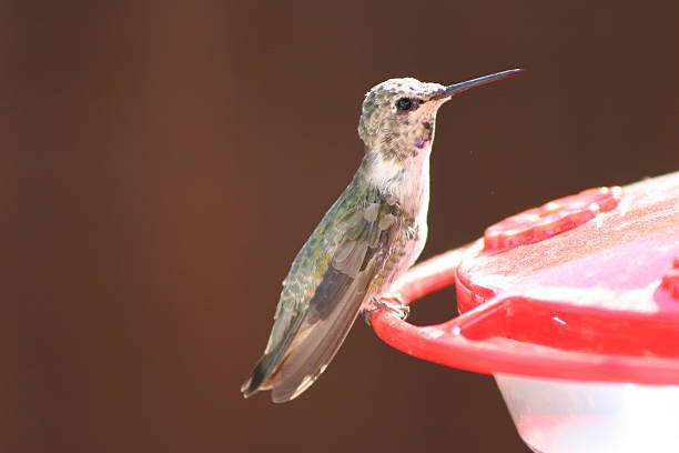 istock Black-Chinned Hummingbird 500723206