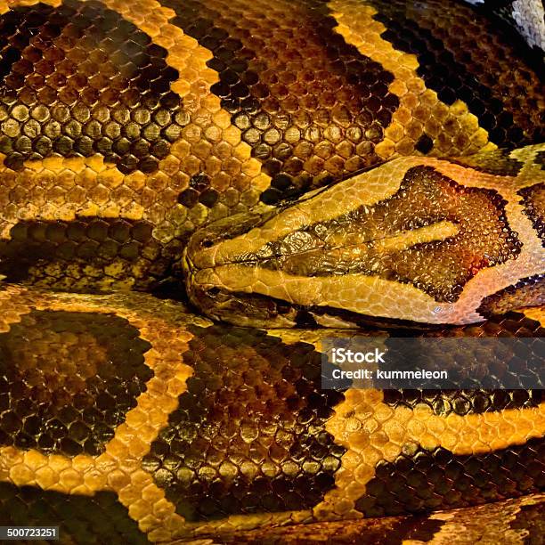 Burmese Python Stock Photo - Download Image Now - Animal, Animal Body ...
