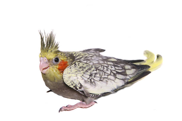 istock One cockatiel parakeet baby 500723413