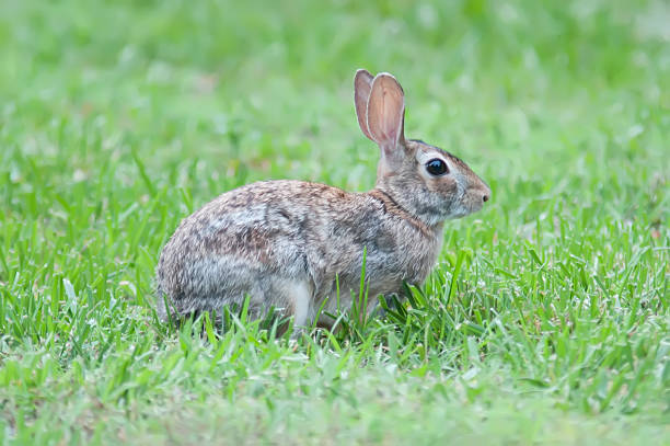 istock Wild rabbit in the green  meadow yard 500723545