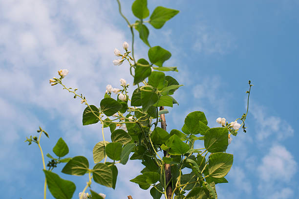 Blooming bean plant stock photo