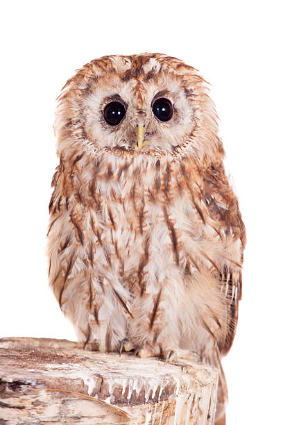 istock Tawny or Brown Owl isolated on white 500724497