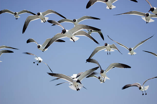 Seagulls A group of seagulls following a Ferry between Cape Hatteras and Ocracoke, off the coast of North Carolina. ocracoke island stock pictures, royalty-free photos & images