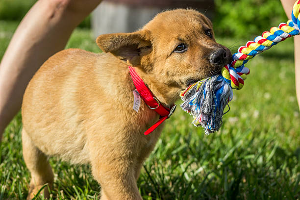 istock Puppy playing with a rope toy in the grass 500724795