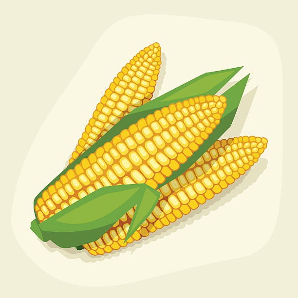 illustrazioni stock, clip art, cartoni animati e icone di tendenza di stilizzato illustrazione vettoriale di fresco maturo pannocchia cobs. - corn corn crop corn on the cob food