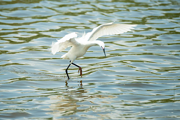 istock Silk heron on Lake Neusiedl 500725244