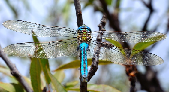 Anax imperator, beautiful blue dragonfly perched on tree branch